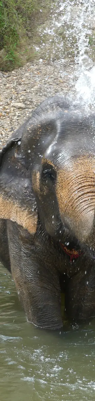 Ein unvergesslicher Familienmoment im Herzen des Khao-Sok-Nationalparks: Der Mahout führt seinen Elefanten behutsam heran und gibt uns wertvolle Anweisungen, wie wir dem einst ausgebeuteten und nun geretteten Arbeitselefanten etwas Gutes tun können. Ein Moment, der zeigt, wie Mensch und Tier eine neue, friedliche Verbindung eingehen können.